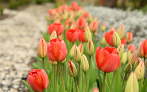 Na zdjęciu żółte i czerwone tulipany w ogródku ziołowo-kwiatowym w sielinku