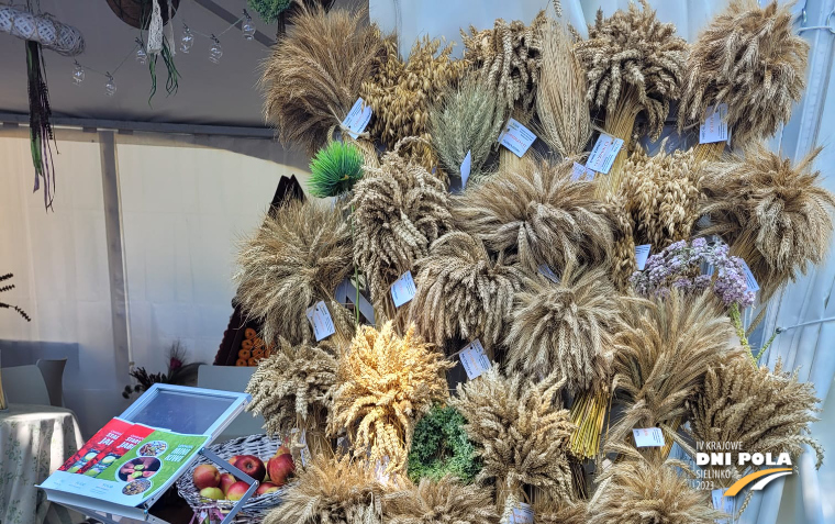 Na zdjęciu zdjęcie przedstawia wiechę różnych rodzajów zbóż na stoisku świętokrzyskiego ośrodka doradztwa rolniczego