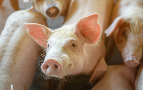 Na zdjęciu grupa zdjęć świni, która wygląda zdrowo na lokalnej farmie