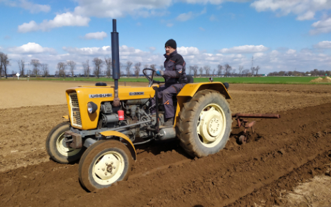 Na zdjęciu żółty ciągnik ursus c-330m na polu w trakcie sadzenia ziemniaków.