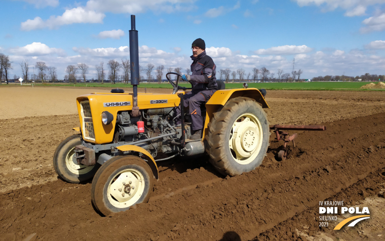 Na zdjęciu żółty ciągnik ursus c-330m na polu w trakcie sadzenia ziemniaków.