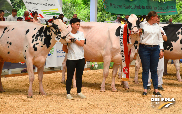 Na zdjęciu na ringu dla zwierząt stoją czarno-białe krowy, trzymane za uzdy przez właścicieli. jedna krowa ma szarfę z napisem superczempion.