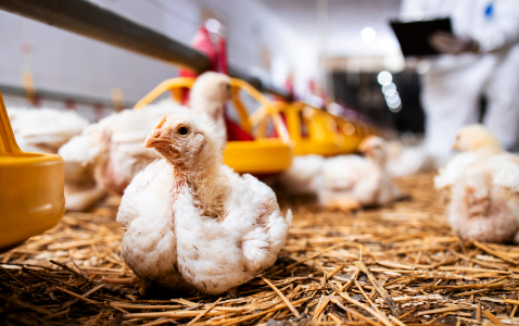 Na zdjęciu kurczak na nowoczesnej fermie drobiu