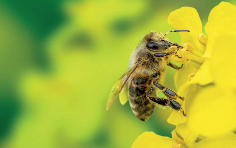 Na zdjęciu pszczoła zbierająca pyłek kwiatowy