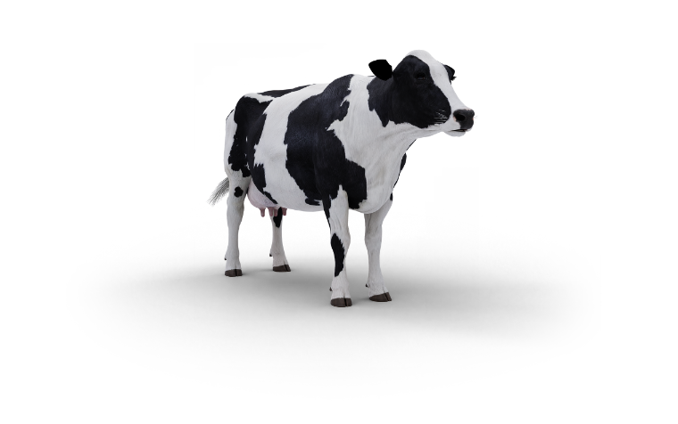 Zdjęcie stojącej krowy