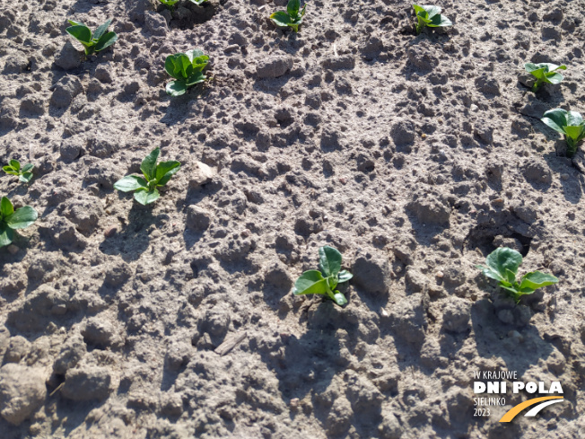 Zdjęcie 3. bobika Domino z Hodowli Roślin STRZELCE na polu demonstracyjnym w Sielinku 28.04.2023