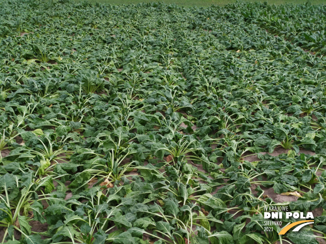 Zdjęcie 1. buraka cukrowego Fronta z DLF Beet Seed na polu demonstracyjnym w Sielinku 04.07.2023