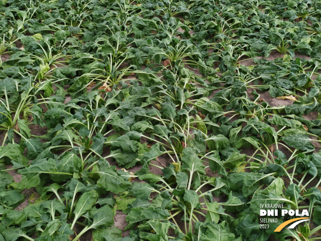 Zdjęcie 2. buraka cukrowego Fronta z DLF Beet Seed na polu demonstracyjnym w Sielinku 04.07.2023