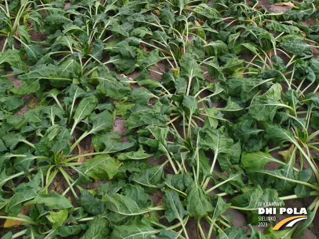 Zdjęcie 3. buraka cukrowego Fronta z DLF Beet Seed na polu demonstracyjnym w Sielinku 04.07.2023