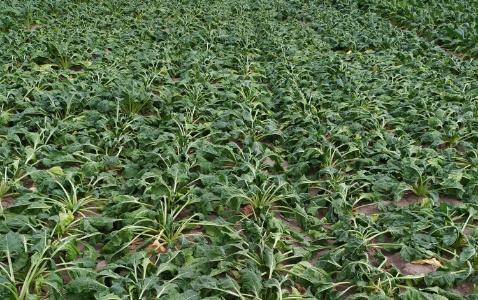 Zdjęcie buraka cukrowego FRONTA z DLF Beet Seed na polu demonstracyjnym w Sielinku 04.07.2023