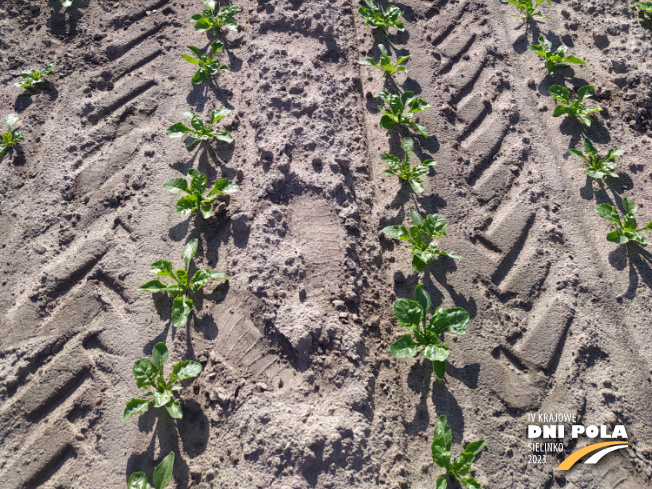 Zdjęcie 3. buraka cukrowego FRONTA z DLF Beet Seed na polu demonstracyjnym w Sielinku 22.05.2023