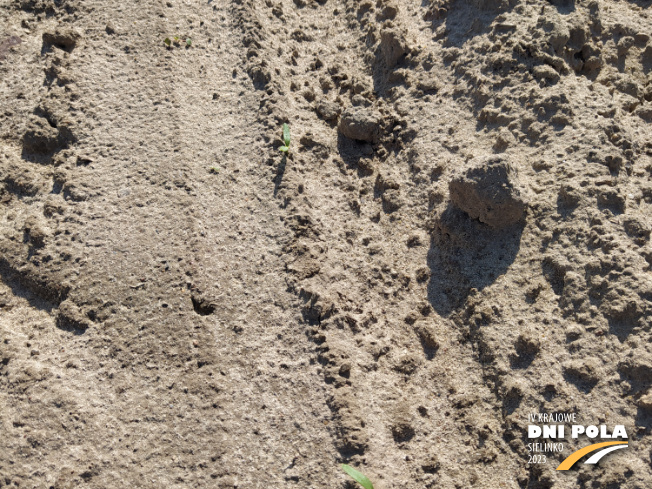 Zdjęcie 2. buraka cukrowego FRONTA z DLF Beet Seed na polu demonstracyjnym w Sielinku 28.04.2023
