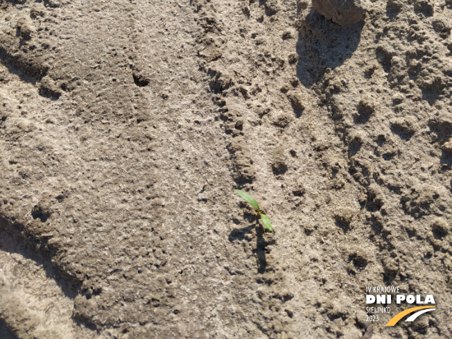 Zdjęcie 3. buraka cukrowego FRONTA z DLF Beet Seed na polu demonstracyjnym w Sielinku 28.04.2023