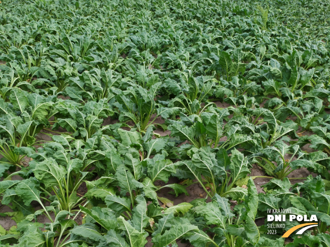 Zdjęcie 1. buraka cukrowego VANILLA z DLF Beet Seed na polu demonstracyjnym w Sielinku 04.07.2023