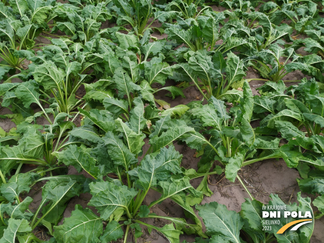 Zdjęcie 2. buraka cukrowego VANILLA z DLF Beet Seed na polu demonstracyjnym w Sielinku 04.07.2023