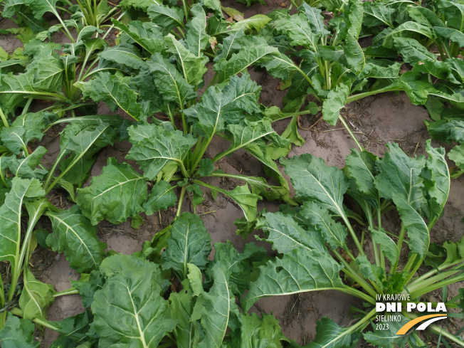 Zdjęcie 3. buraka cukrowego VANILLA z DLF Beet Seed na polu demonstracyjnym w Sielinku 04.07.2023