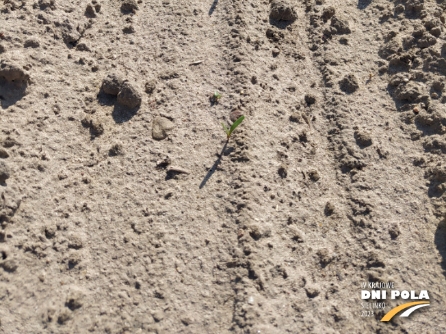 Zdjęcie 3. buraka cukrowego Vanilla z DLF Beet Seed na polu demonstracyjnym w Sielinku 28.04.2023
