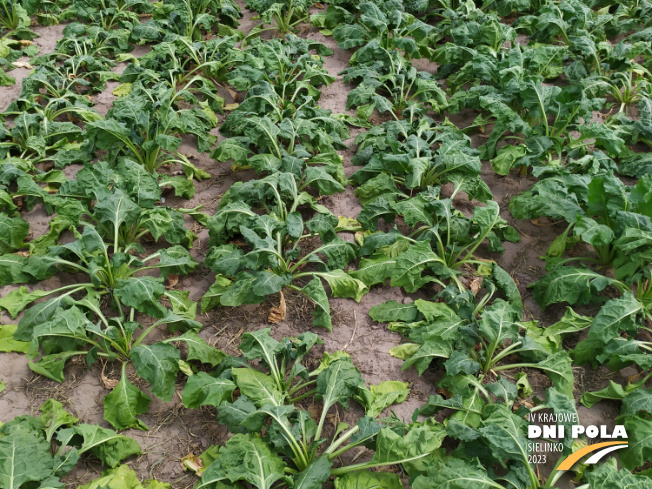 Zdjęcie 2. buraka cukrowego SPECTRA z Maribo Seed na polu demonstracyjnym w Sielinku 04.07.2023