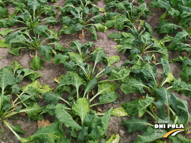 Zdjęcie 3. buraka cukrowego SPECTRA z Maribo Seed na polu demonstracyjnym w Sielinku 04.07.2023