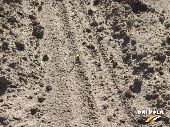 Zdjęcie 1. buraka cukrowego SPECTRA z Maribo Seed na polu demonstracyjnym w Sielinku 28.04.2023