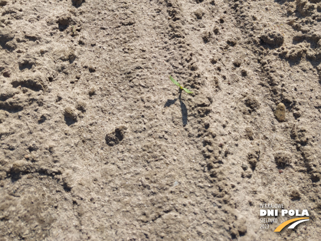 Zdjęcie 3. buraka cukrowego SPECTRA z Maribo Seed na polu demonstracyjnym w Sielinku 28.04.2023
