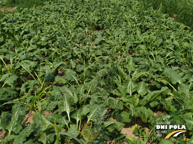 Zdjęcie 2. buraka cukrowego SYSTEM UPRAWY ROLI - STRIP-TILL z Uniwersytetu Przyrodniczego w Poznaniu na polu demonstracyjnym w Sielinku 04.07.2023