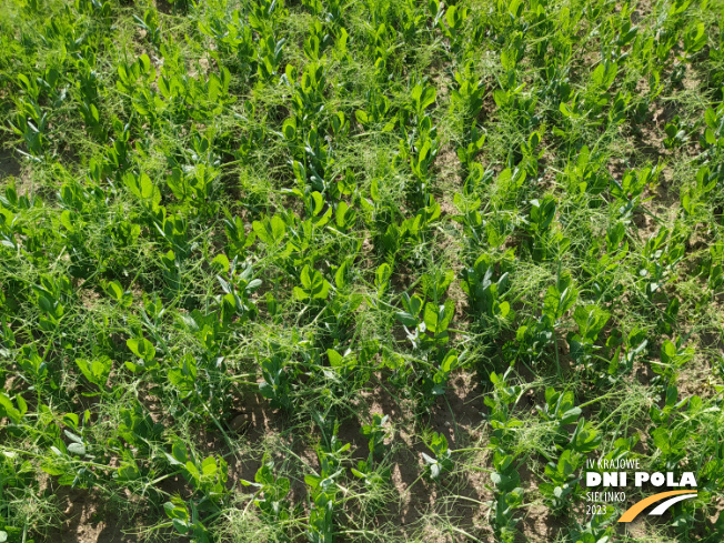 Zdjęcie 1. grochu jarego MANDARYN z Hodowli Roślin SMOLICE na polu demonstracyjnym w Sielinku 22.05.2023