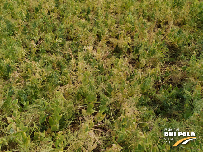 Zdjęcie 2. grochu jarego MEFISTO z Hodowli Roślin SMOLICE na polu demonstracyjnym w Sielinku 04.07.2023