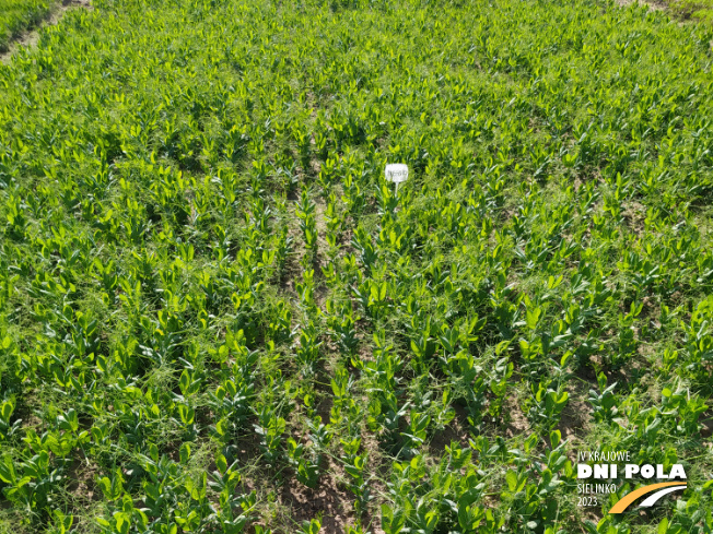 Zdjęcie 1. grochu jarego MEFISTO z Hodowli Roślin SMOLICE na polu demonstracyjnym w Sielinku 22.05.2023