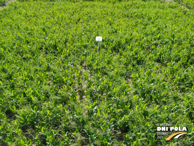 Zdjęcie 1. grochu jarego MILWA z Hodowli Roślin SMOLICE na polu demonstracyjnym w Sielinku 22.05.2023