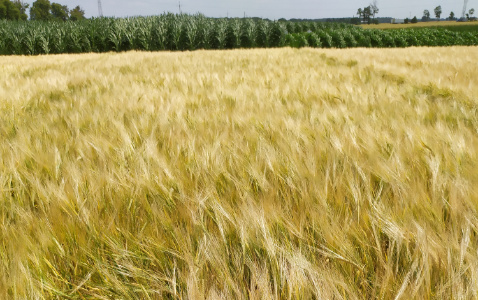 Zdjęcie jęczmienia jarego FARMER z Hodowli Roślin STRZELCE na polu demonstracyjnym w Sielinku 04.07.2023