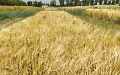 Zdjęcie jęczmienia jarego OCHRONA STANDARDOWA - ZAKAŻONY GŁOWNIĄ PYLĄCĄ z Instytutu Ochrony Roślin na polu demonstracyjnym w Sielinku 04.07.2023