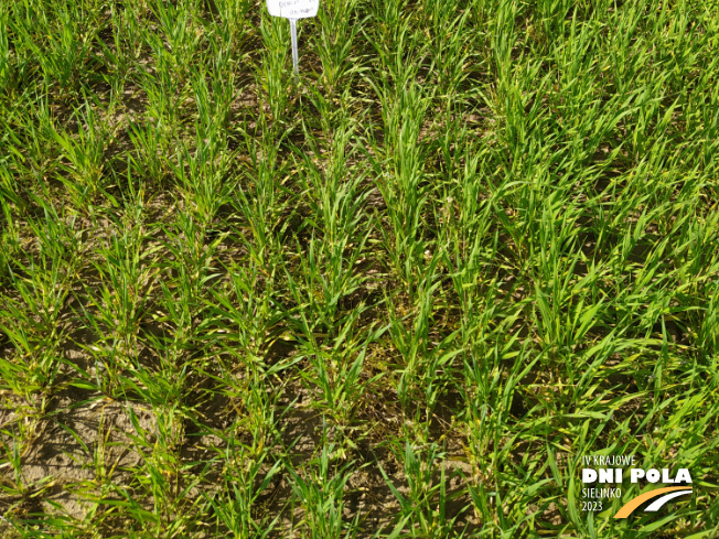 Zdjęcie 3. jęczmienia jarego OCHRONA STANDARDOWA z Instytutu Ochrony Roślin na polu demonstracyjnym w Sielinku 22.05.2023