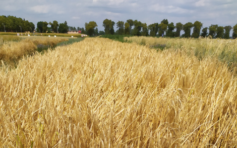 Zdjęcie jęczmienia ozimego OCHRONA STANDARDOWA - ZAKAŻONY GŁOWNIĄ PYLĄCĄ z Instytutu Ochrony Roślin na polu demonstracyjnym w Sielinku 04.07.2023