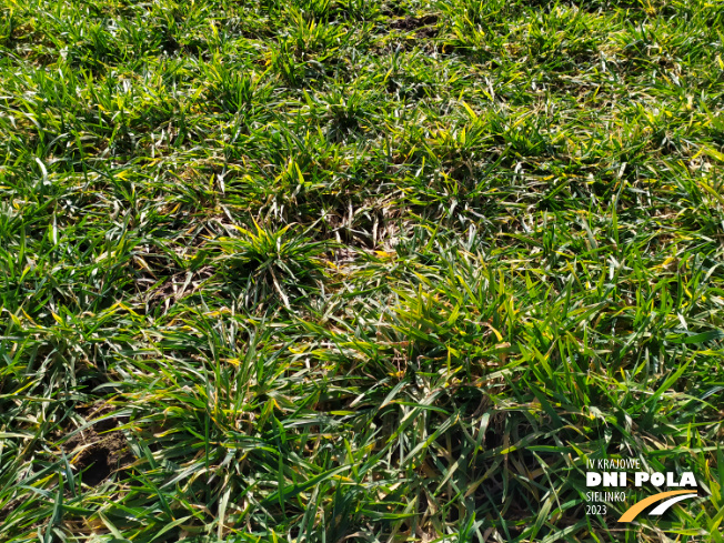 Zdjęcie 2. jęczmienia ozimego Wariant bez ochrony - zkażony pasiastością liści jęczmienia z Instytutu Ochrony Roślin na polu demonstracyjnym w Sielinku 16.03.2023