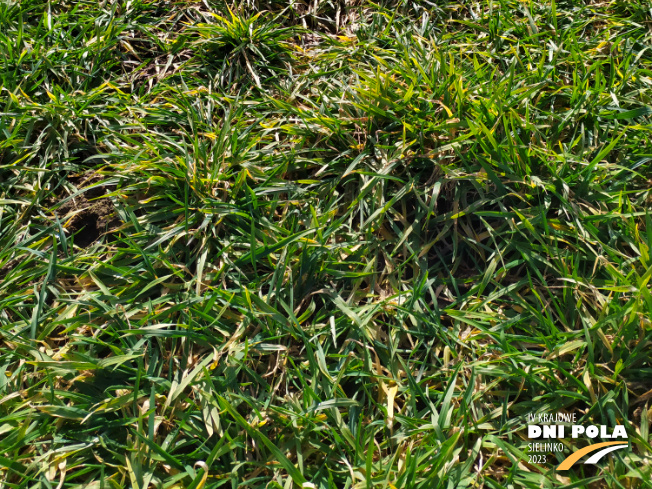 Zdjęcie 3. jęczmienia ozimego Wariant bez ochrony - zkażony pasiastością liści jęczmienia z Instytutu Ochrony Roślin na polu demonstracyjnym w Sielinku 16.03.2023