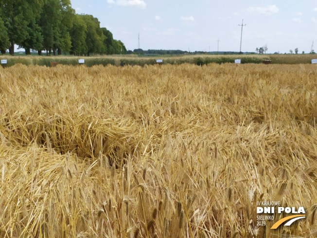 Zdjęcie 1. jęczmienia ozimego KWS FLEMMING z KWS POLSKA na polu demonstracyjnym w Sielinku 04.07.2023