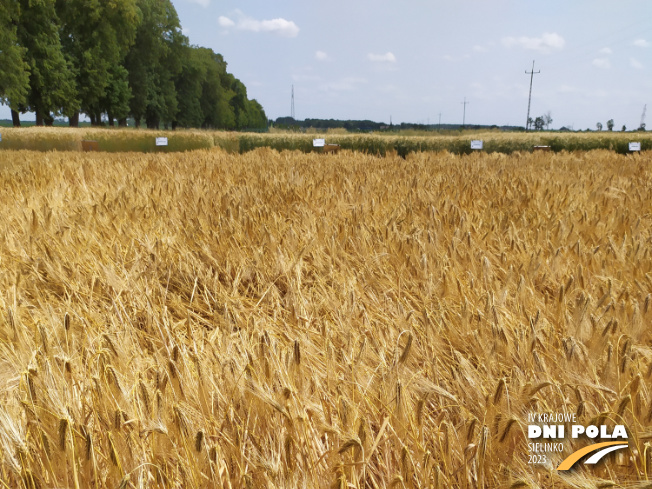 Zdjęcie 1. jęczmienia ozimego KWS KOSMOS z KWS POLSKA na polu demonstracyjnym w Sielinku 04.07.2023