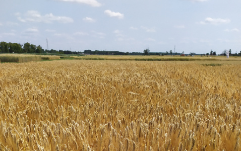 Zdjęcie jęczmienia ozimego MIRABELLE (LOZ) z Saaten-Union na polu demonstracyjnym w Sielinku 04.07.2023