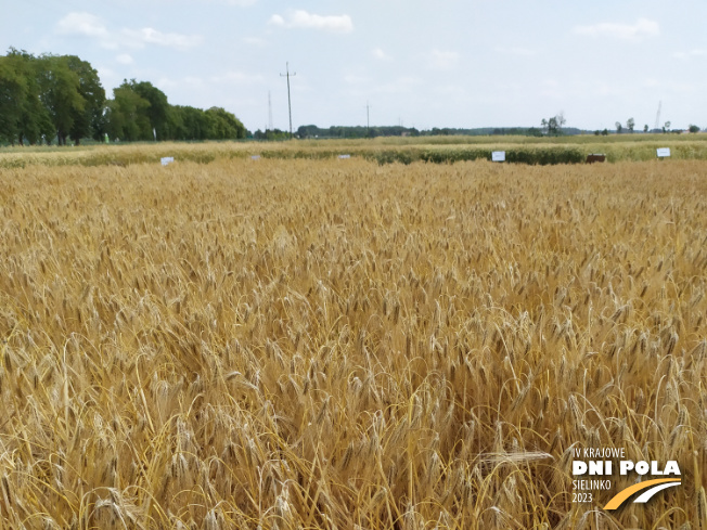 Zdjęcie 1. jęczmienia ozimego SY DAKOOTA F1 z Syngenta na polu demonstracyjnym w Sielinku 04.07.2023