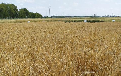 Zdjęcie jęczmienia ozimego SY DAKOOTA F1 z Syngenta na polu demonstracyjnym w Sielinku 04.07.2023