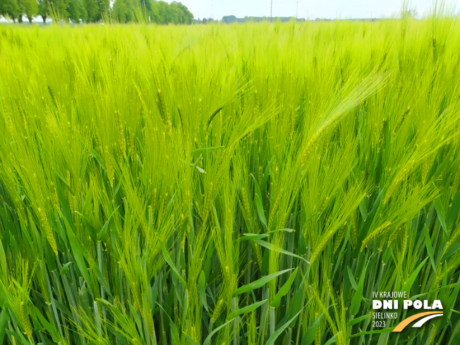 Zdjęcie 1. jęczmienia ozimego SY GALILEOO F1 z Syngenta na polu demonstracyjnym w Sielinku 19.05.2023