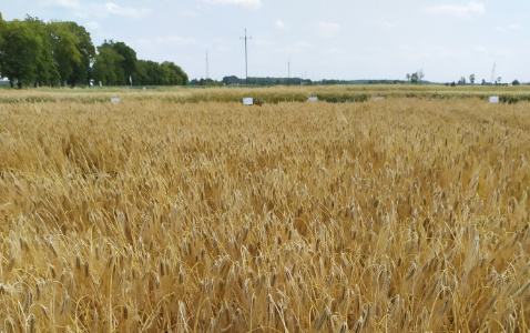 Zdjęcie jęczmienia ozimego SY LOONA F1 z Syngenta na polu demonstracyjnym w Sielinku 04.07.2023