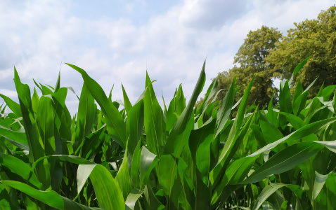 Zdjęcie kukurydzy BROOM z AGROCHEST na polu demonstracyjnym w Sielinku 04.07.2023