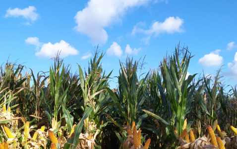 Zdjęcie kukurydzy BROOM z AGROCHEST na polu demonstracyjnym w Sielinku 17.10.2023