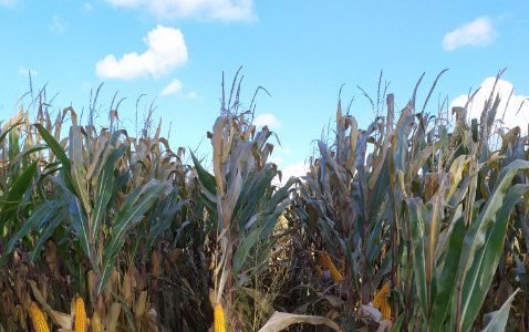 Zdjęcie kukurydzy CHIANTI CS z DEKALB na polu demonstracyjnym w Sielinku 17.10.2023