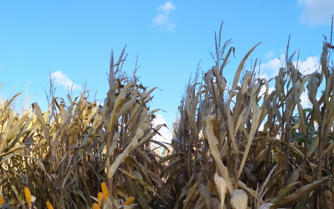 Zdjęcie kukurydzy CS LUXURI z AGROCHEST na polu demonstracyjnym w Sielinku 17.10.2023