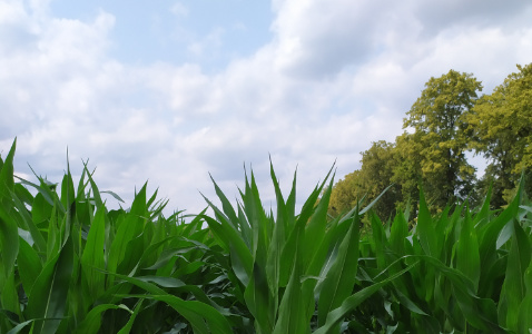 Zdjęcie kukurydzy DKC 3400 z AGROCHEST na polu demonstracyjnym w Sielinku 04.07.2023