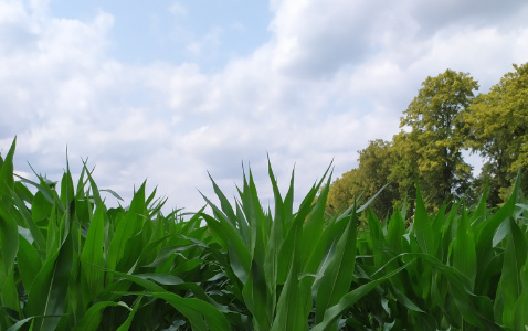 Zdjęcie kukurydzy DKC 3400 z AGROCHEST na polu demonstracyjnym w Sielinku 04.07.2023