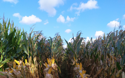 Zdjęcie kukurydzy DKC 3400 z AGROCHEST na polu demonstracyjnym w Sielinku 17.10.2023